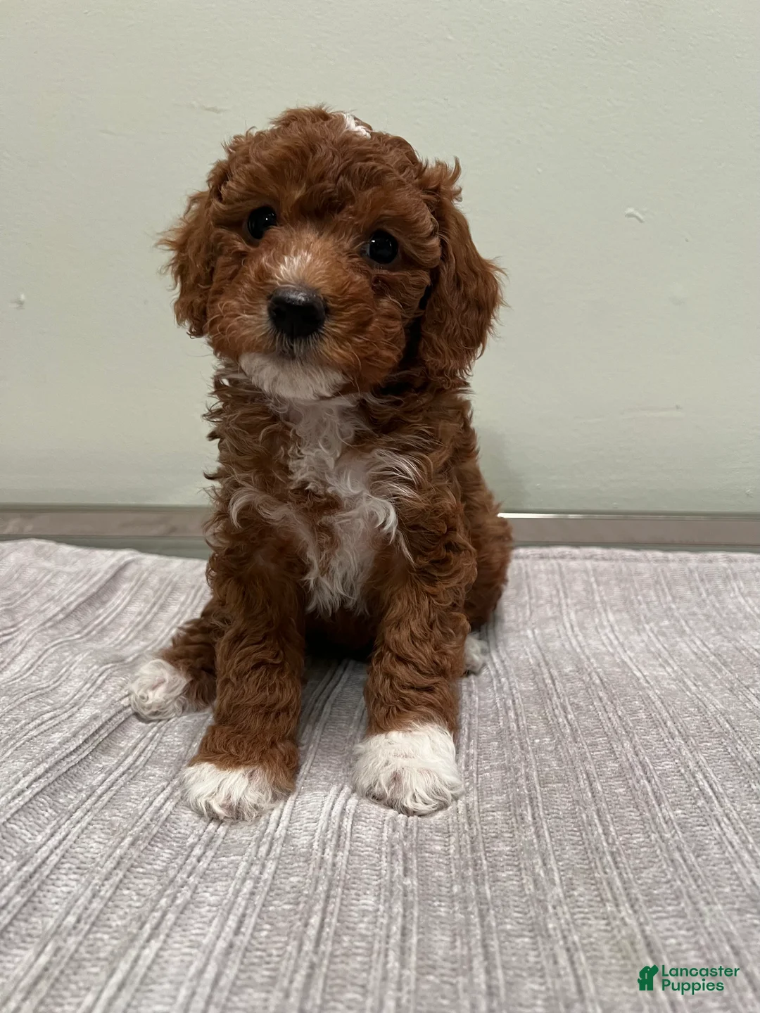 Mini Goldendoodle dogs for sale: Harley - Ad 1