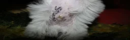 Maltese dogs for sale: Stumpy - Ad 4
