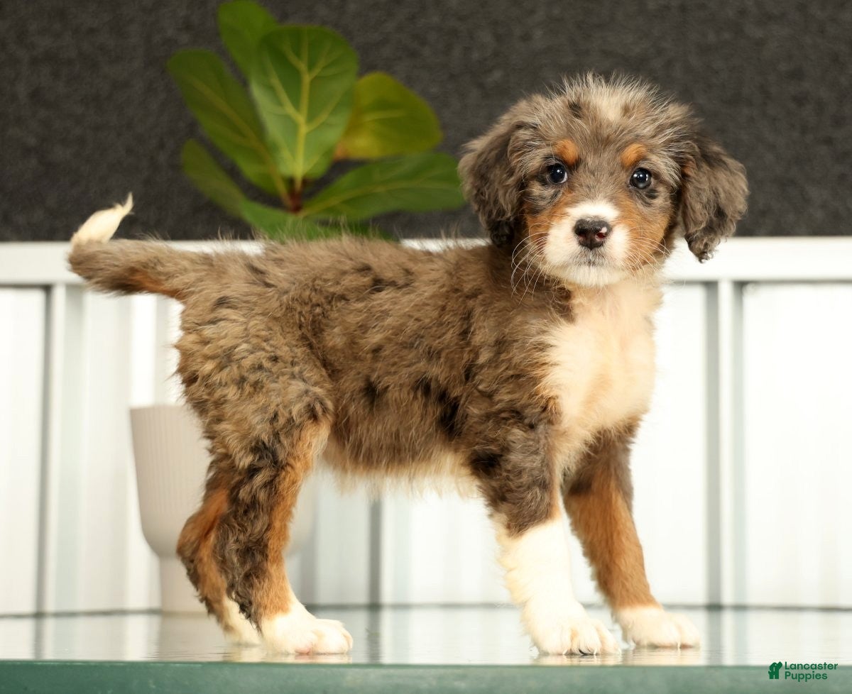 Mini Bernedoodle dogs Nova - Ad 2