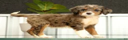 Mini Bernedoodle dogs for sale: Nova - Ad 2