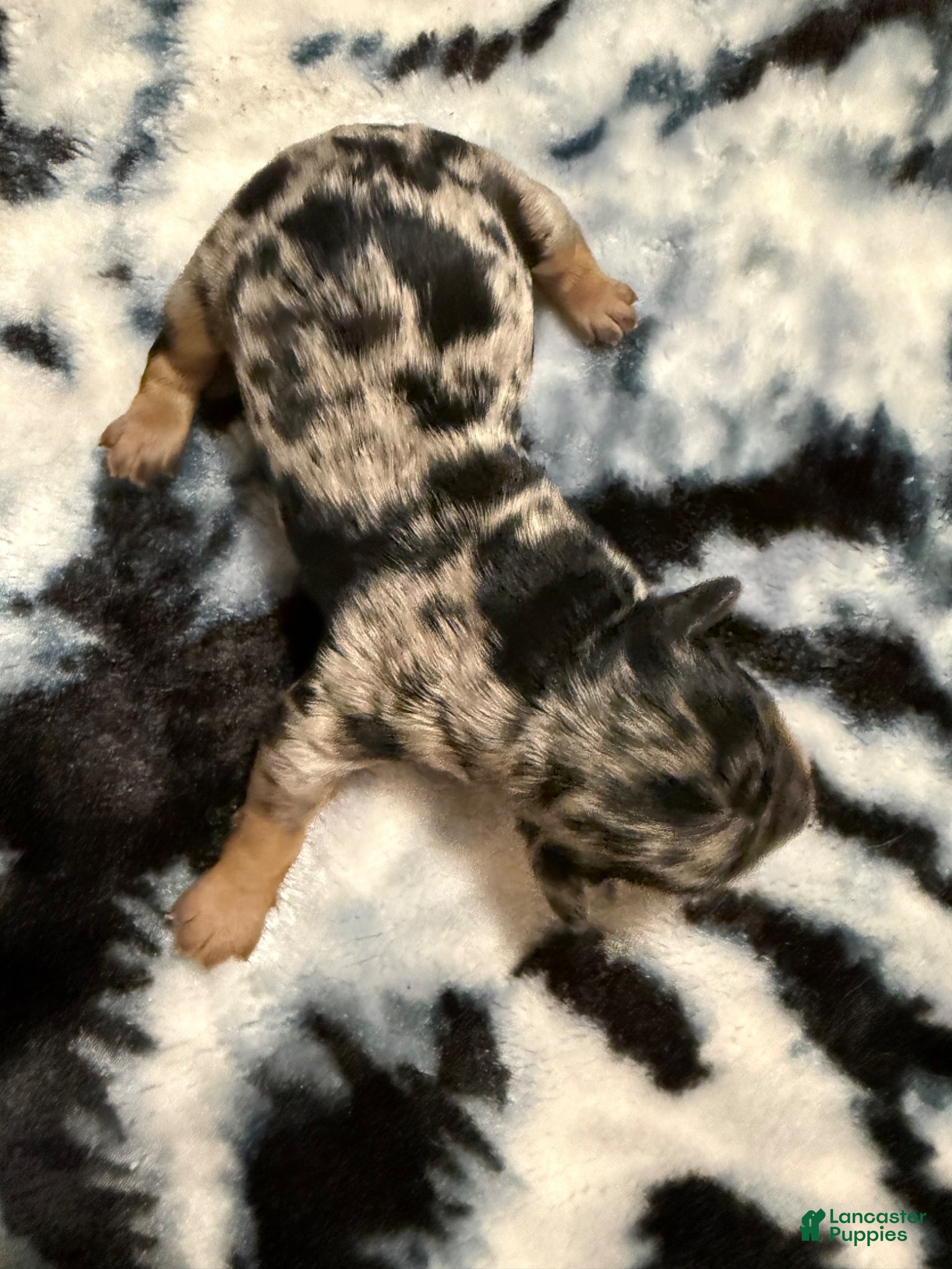 Mixed Breed dogs Molly - Ad 2
