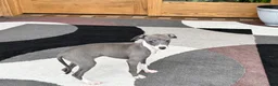 Italian Greyhound dogs for sale: Italian Greyhound 4 blue girl  - Ad 8