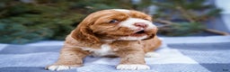 Cocker Spaniel dogs for sale: Sophie - Ad 7