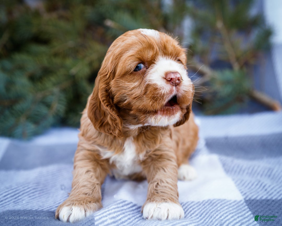 Cocker Spaniel dogs for sale: Sophie - Ad 7