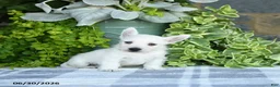 West Highland Terrier dogs for sale: Anson - Ad 4