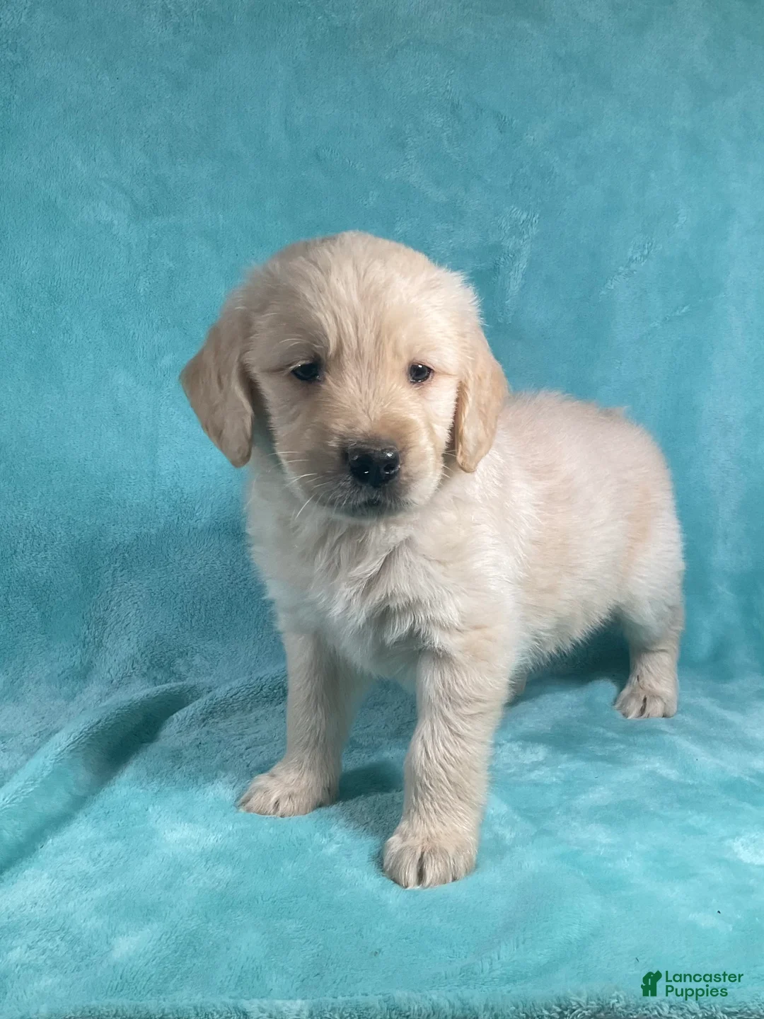 Golden Retriever dogs for sale: Jasper 8243 - Ad 2