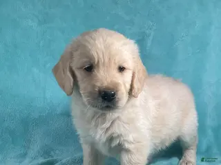 Golden Retriever dogs for sale: Mia 1553 - Ad 2