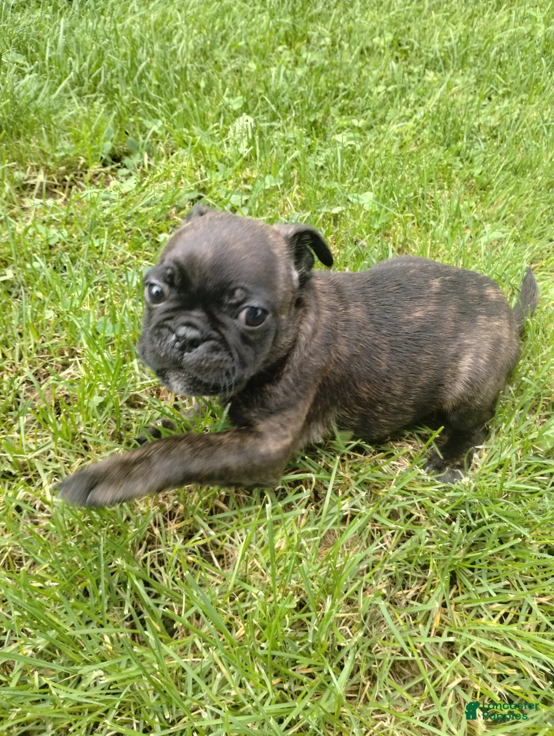 Mixed Breed dogs for sale: Harley - Ad 2