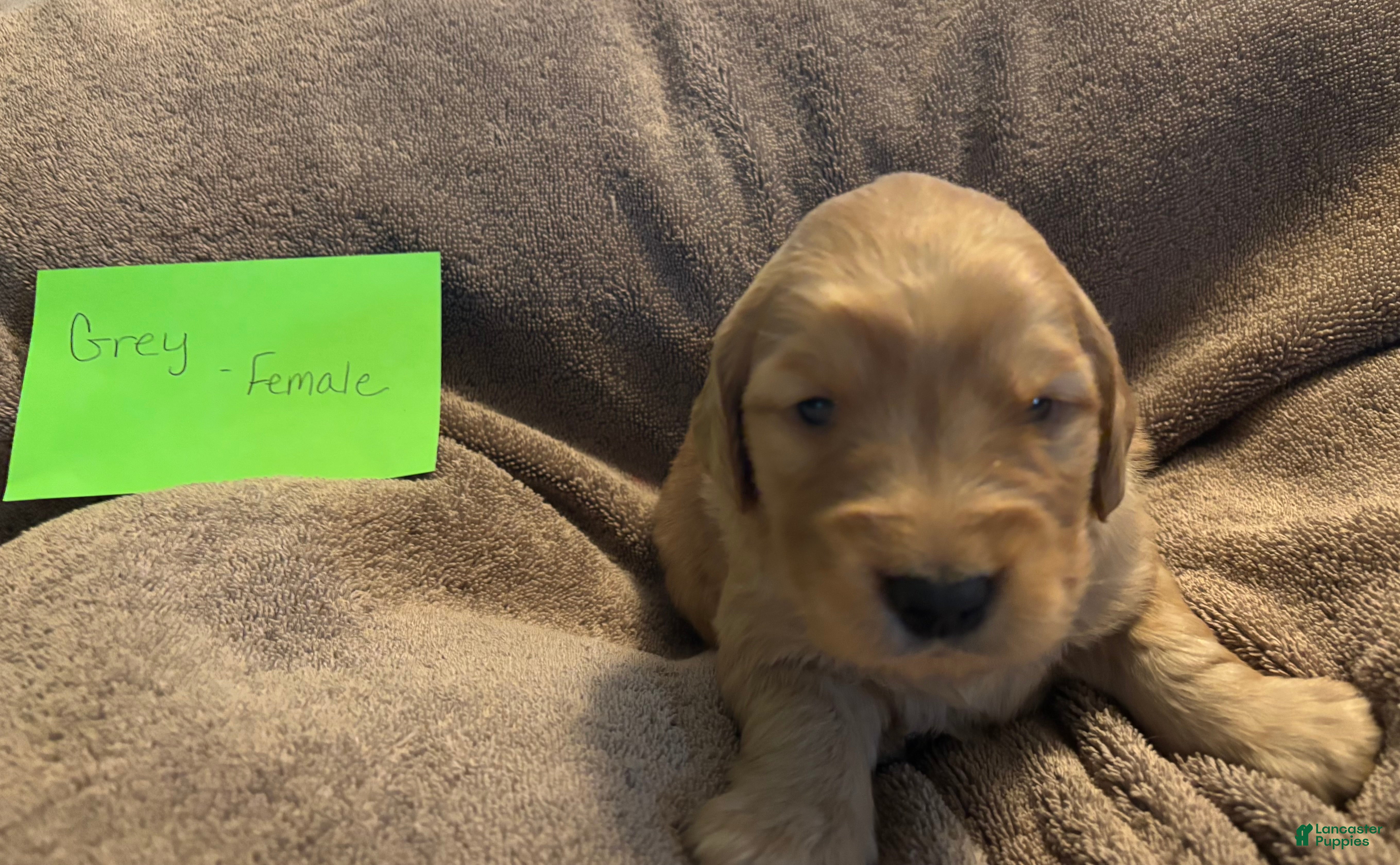 Golden Retriever dogs for sale: Grey female - Ad 1