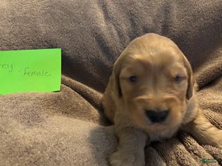 Golden Retriever dogs Grey female - Ad 2