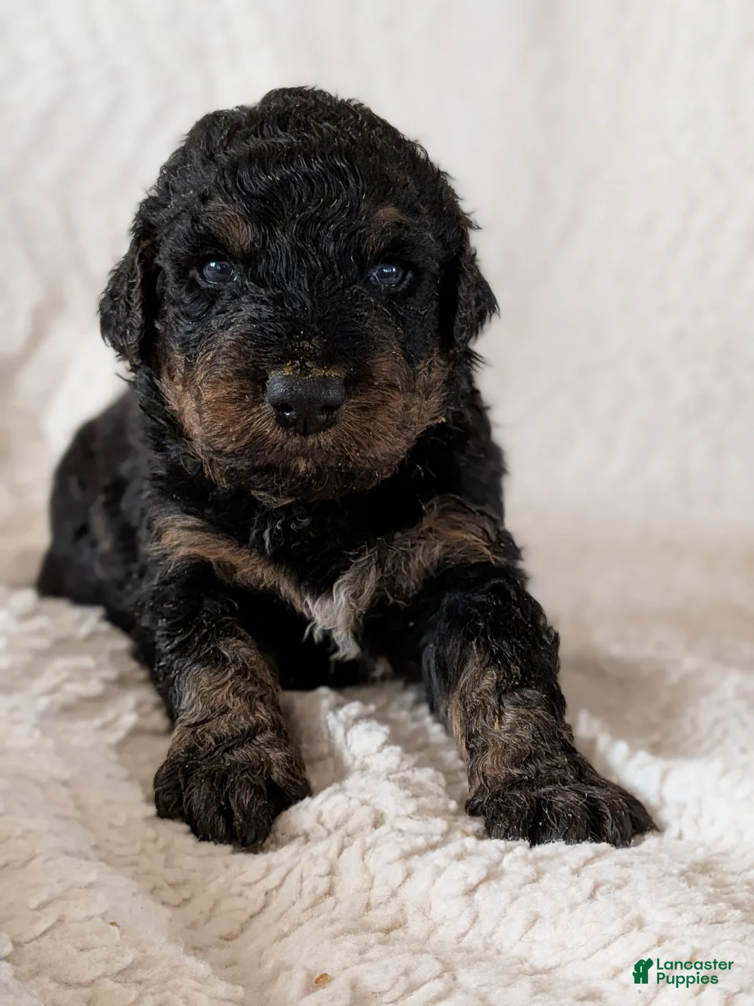 Mixed Breed dogs for sale: Maynard- RESERVED - Ad 1