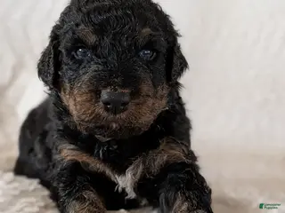 Mixed Breed dogs Maynard- RESERVED - Ad 40