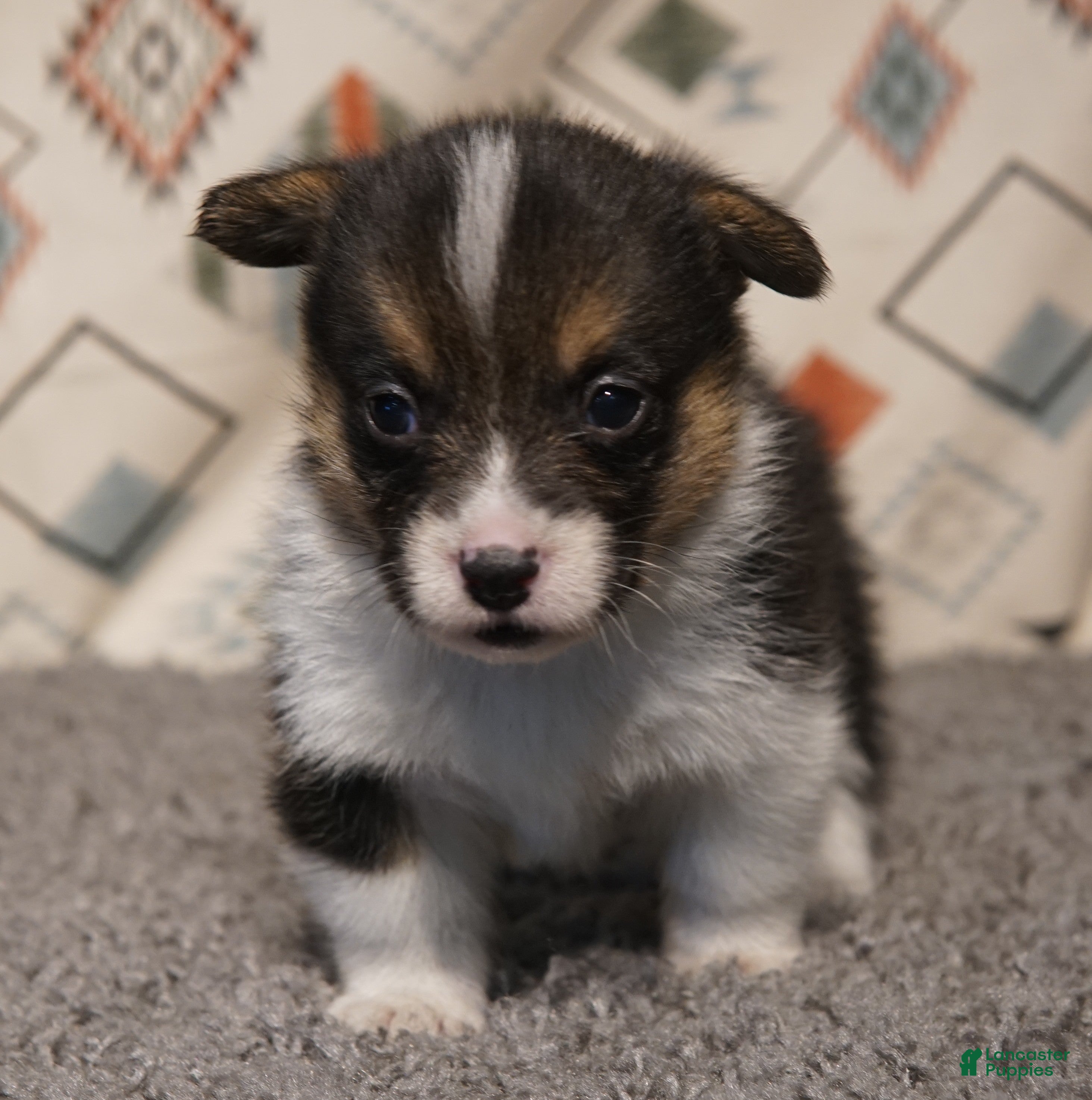 Welsh Corgi Pembroke dogs Maple - Ad 5