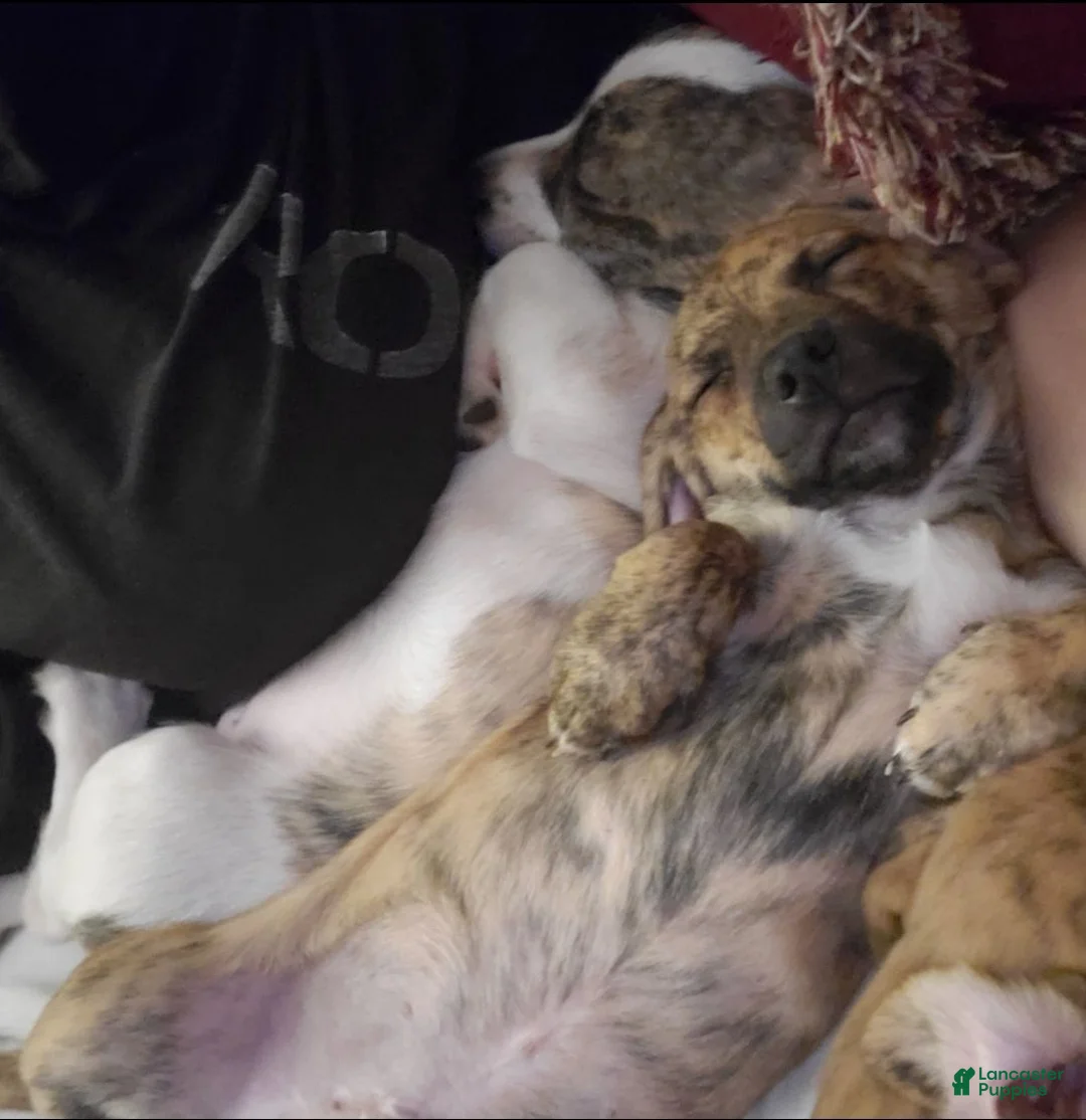 Chiweenie dogs for sale: Miggy (Miguel) - Ad 2