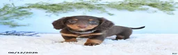 Miniature Dachshund dogs for sale: Shiloh - Ad 3