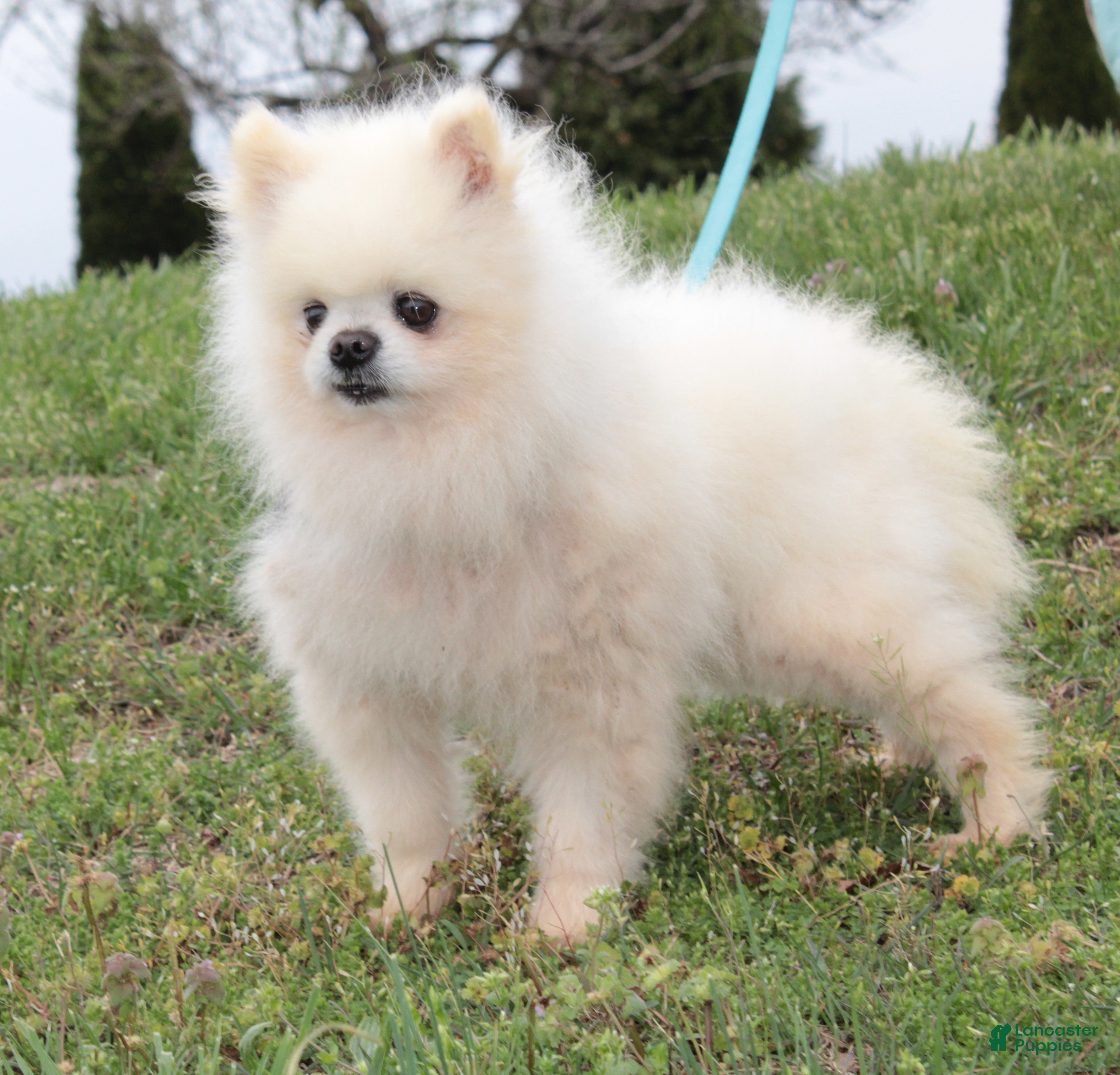 Pomeranian dogs Justin - Ad 1