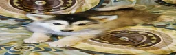 Alaskan Malamute dogs for sale: Alaskan Malamute Puppy 4 - Ad 2