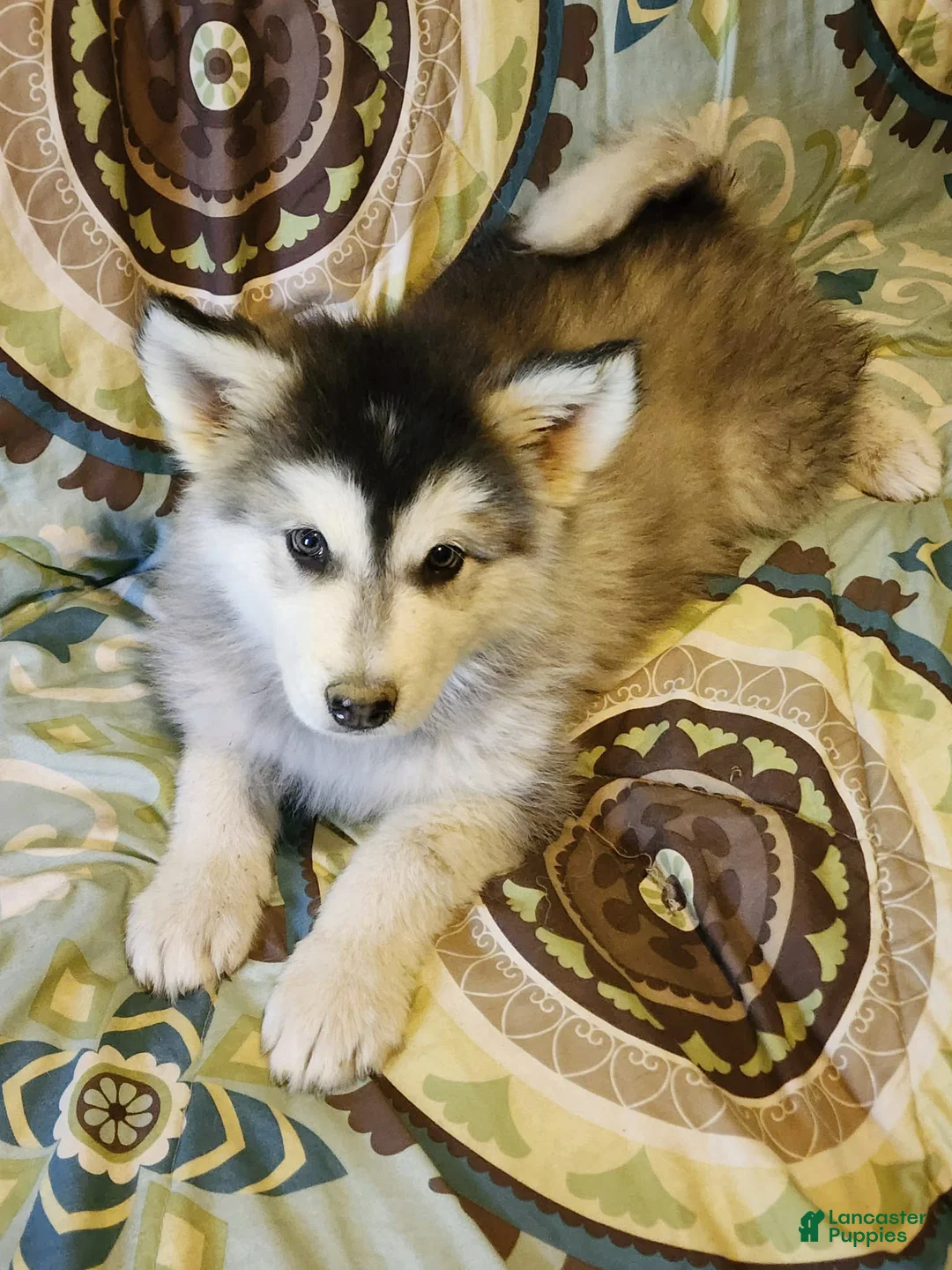 Alaskan Malamute dogs for sale: Alaskan Malamute Puppy 4 - Ad 2