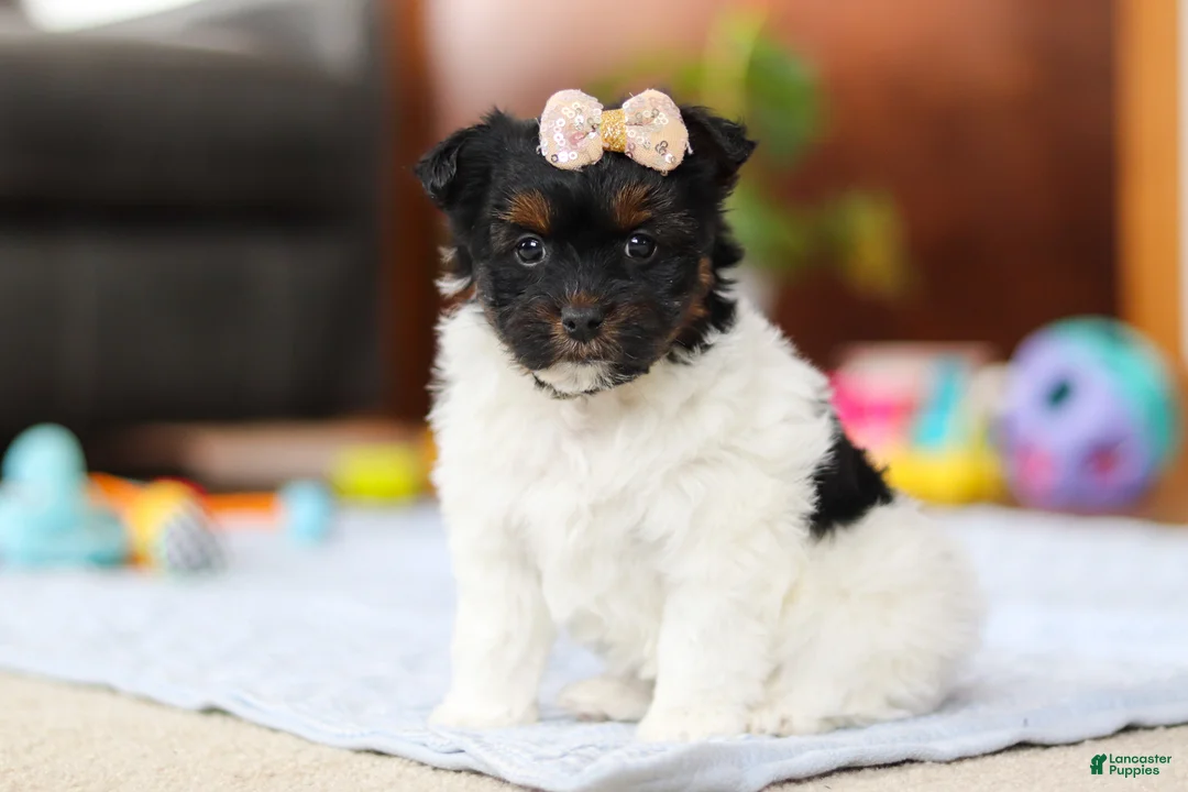 Yorkiepoo dogs for sale: Chloe - Ad 1