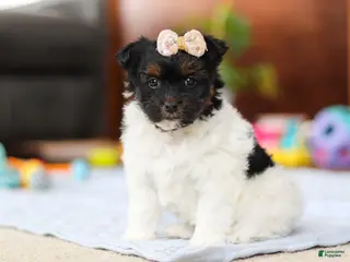 Yorkiepoo dogs for sale: Chloe - Ad 1