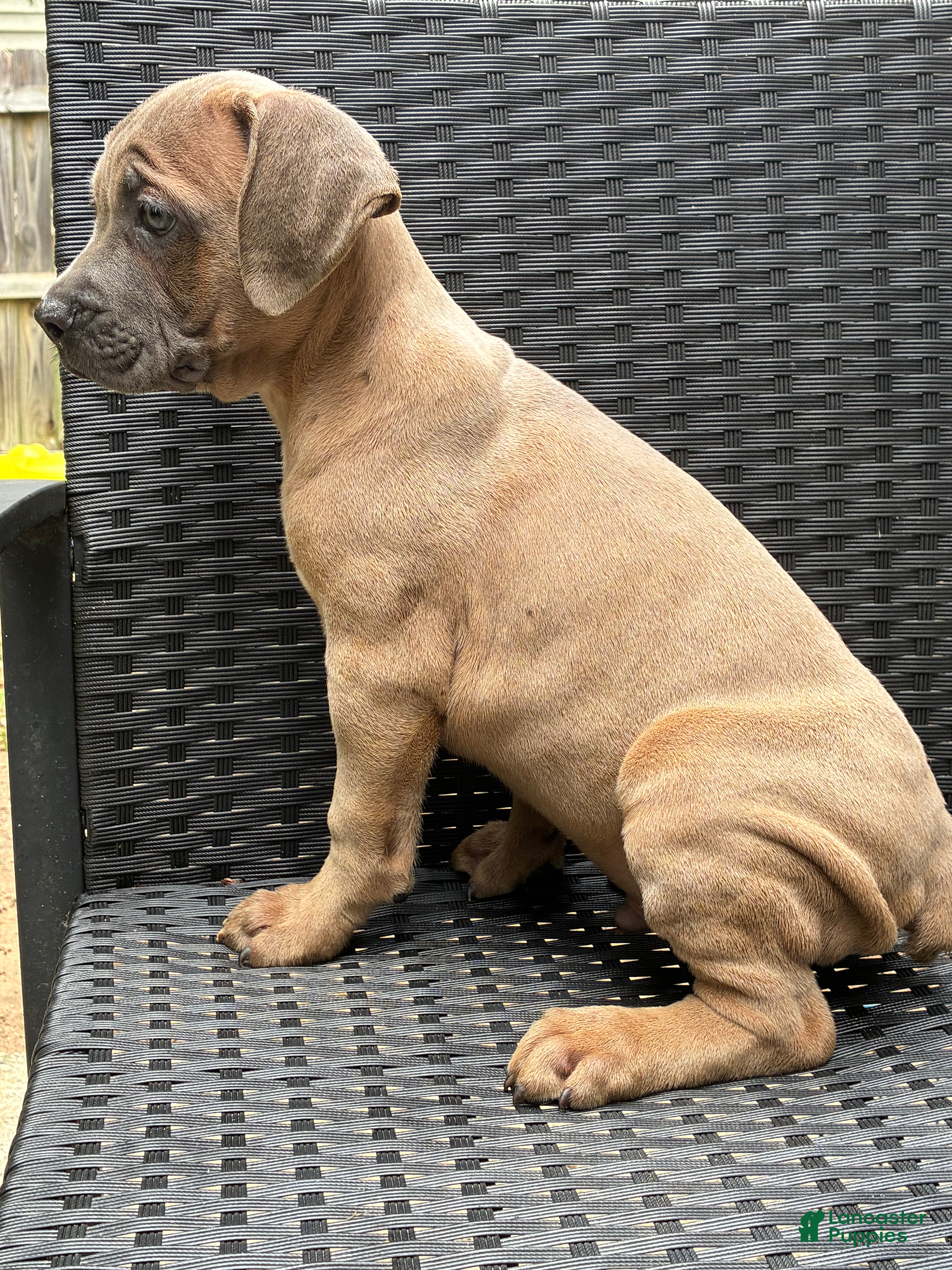Cane Corso dogs Cane Corso Formentino  - Ad 33