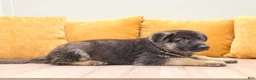 German Shepherd dogs for sale: Calvin - Ad 3