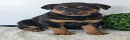 Mixed Breed dogs for sale: Marley - Ad 14