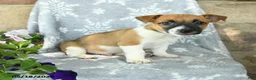 Jack Russell Terrier dogs for sale: Jack  - Ad 2