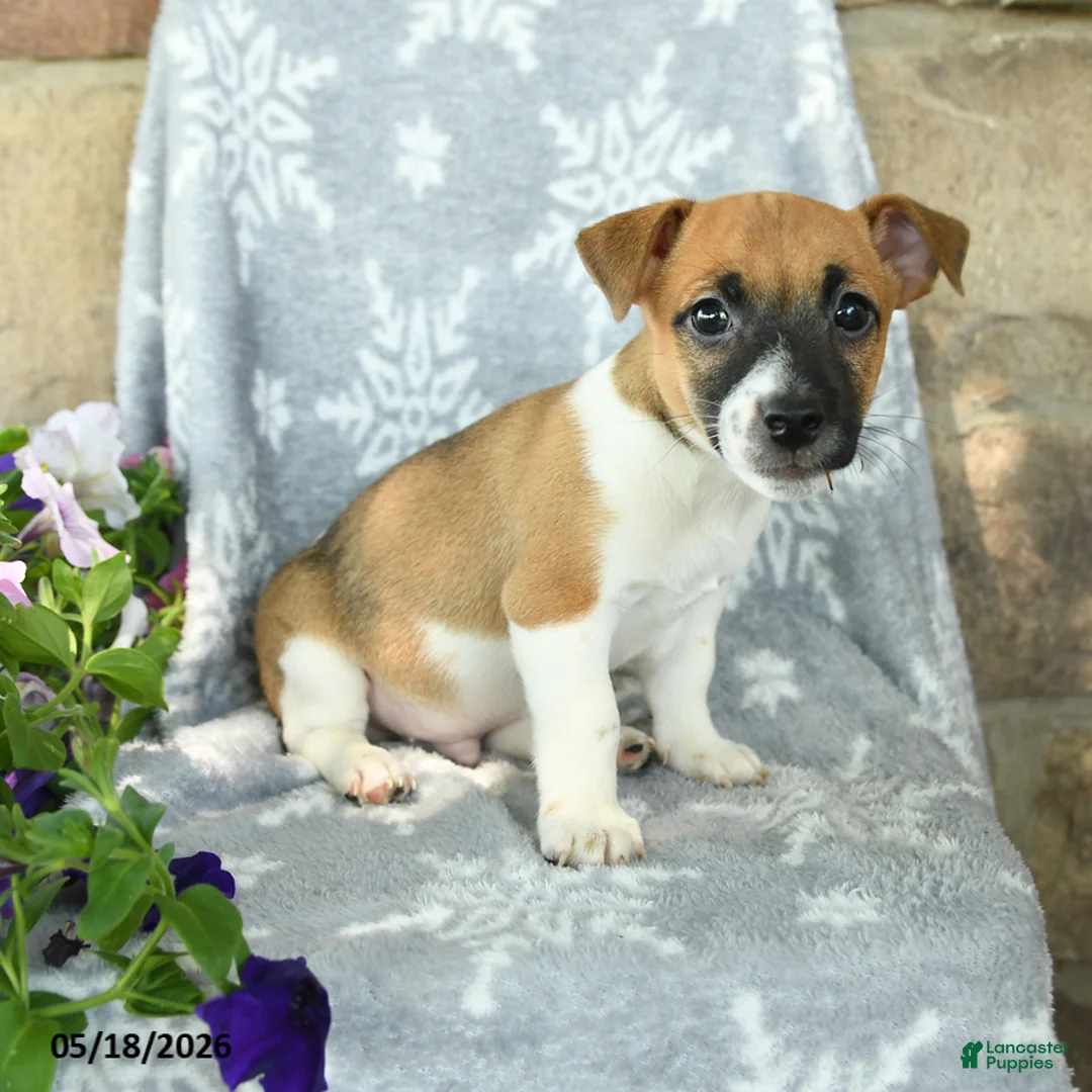 Jack Russell Terrier dogs for sale: Jack  - Ad 2