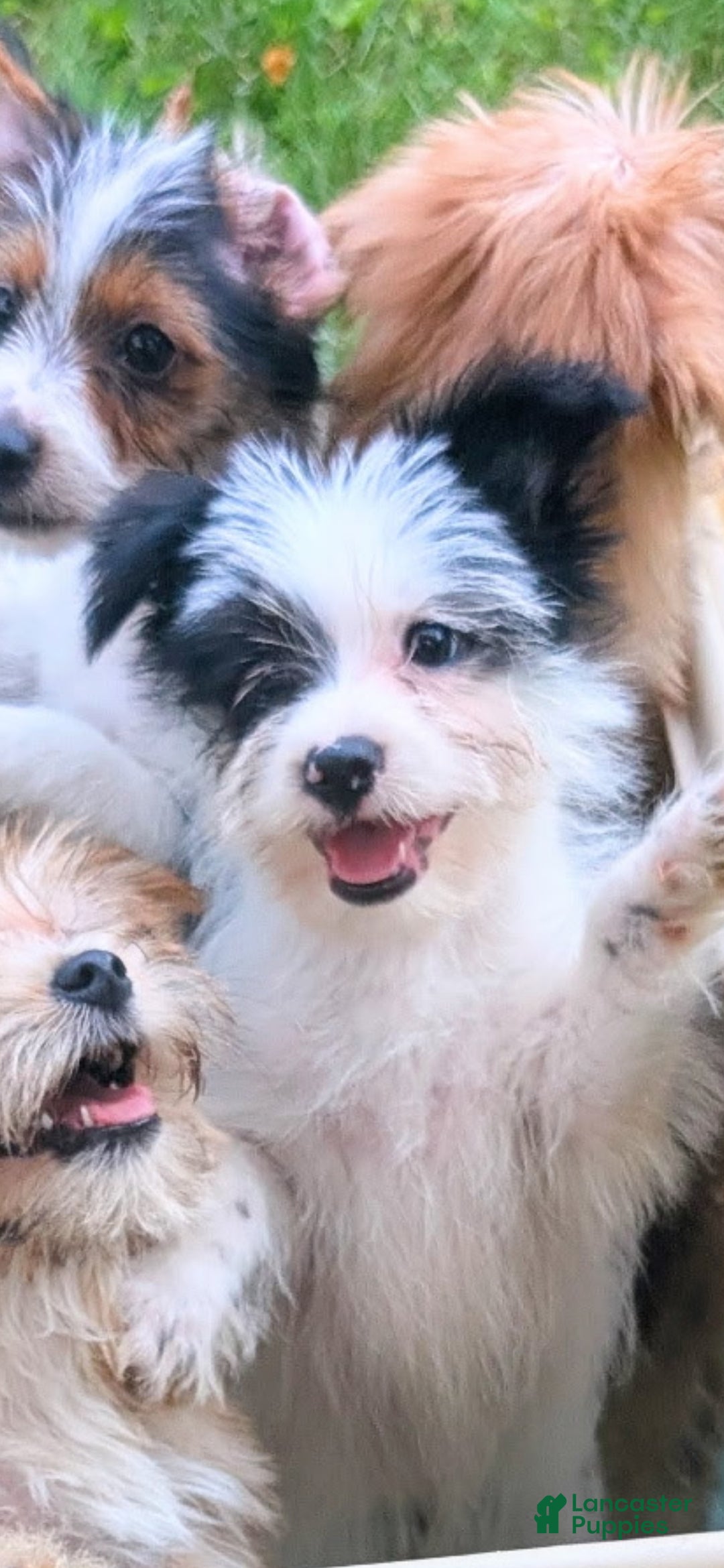 Mixed Breed dogs Oreo - Ad 2