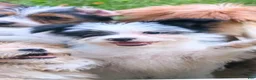 Mixed Breed dogs for sale: Oreo - Ad 2
