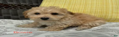 Bowie
