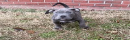 American Bully dogs for sale: Rocko - Ad 8