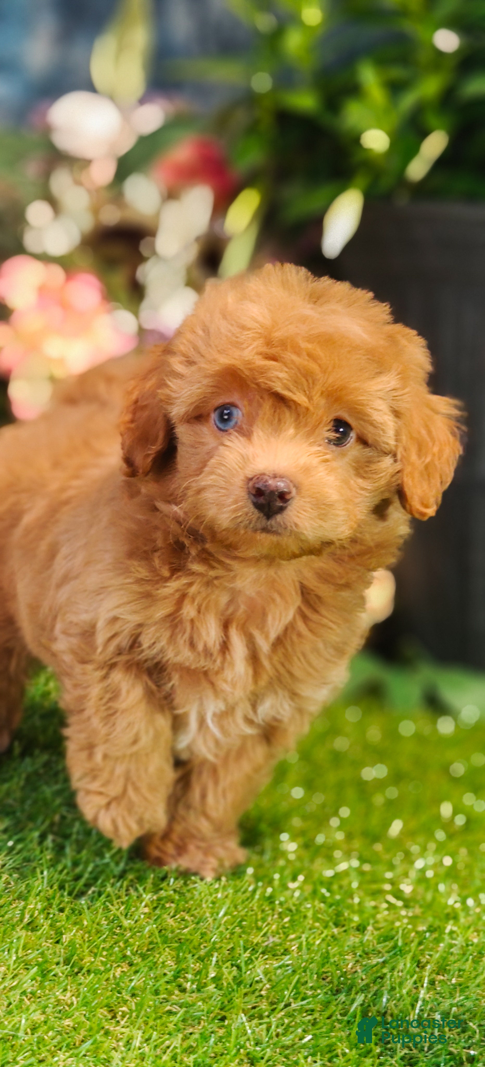Cavapoo dogs Sterling (Micro Cavapoo) - Ad 2
