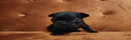 French Bulldog dogs for sale: Marley - Ad 4