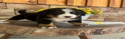Bernese Mountain Dog dogs for sale: Cody - Ad 4
