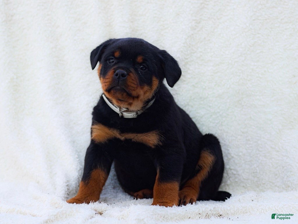 Rottweiler dogs Tori - Ad 1