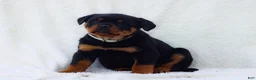 Rottweiler dogs for sale: Tori - Ad 1