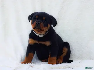 Rottweiler dogs for sale: Tori - Ad 1