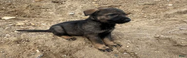German Shepherd Puppy 1