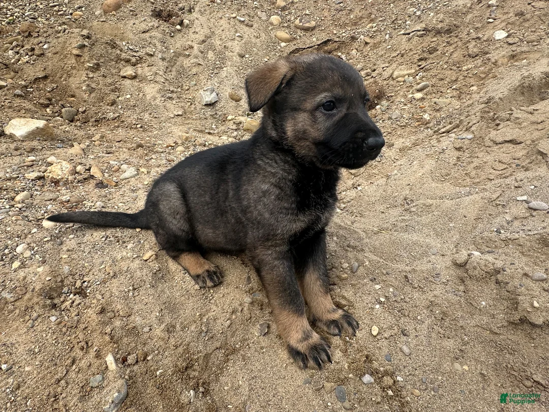 German Shepherd dogs for sale: German Shepherd Puppy 1 - Ad 1