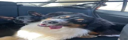Australian Shepherd dogs for stud: Luca Vito - Ad 6
