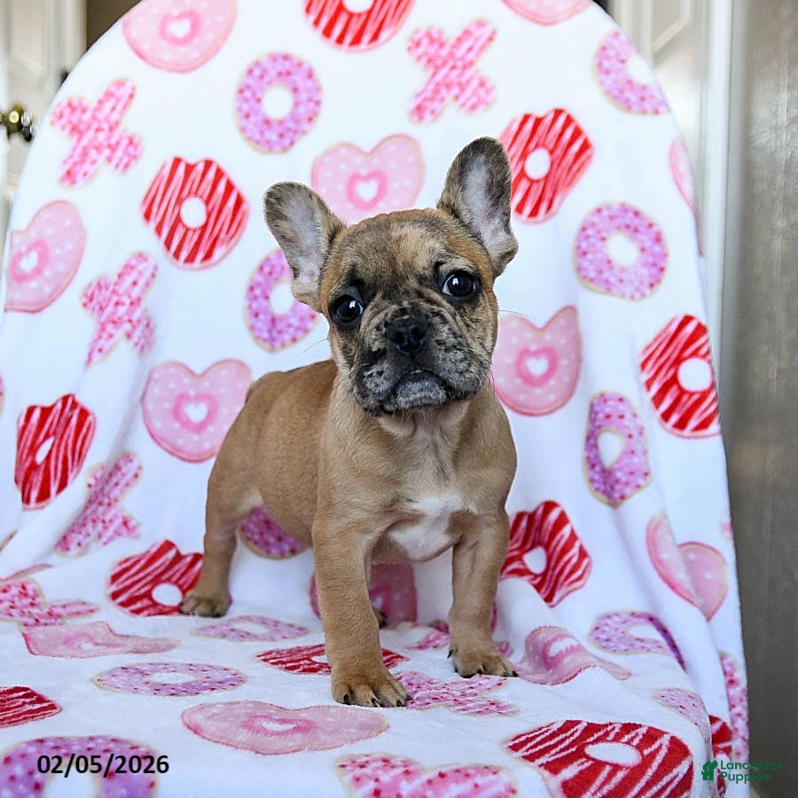 French Bulldog dogs Blaze - Ad 14