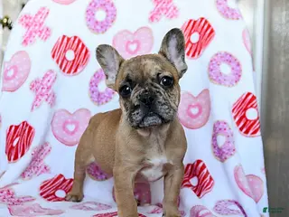 French Bulldog dogs Blaze - Ad 14
