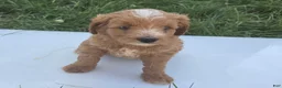 Cavapoo dogs for sale: Scout - Ad 9