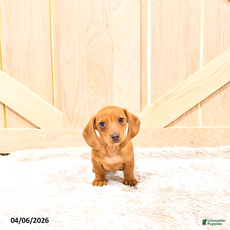 Miniature Dachshund dogs Perdita - Ad 2