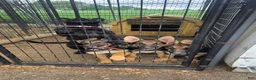 German Shepherd dogs for sale: German Shepherd 3 - Ad 4