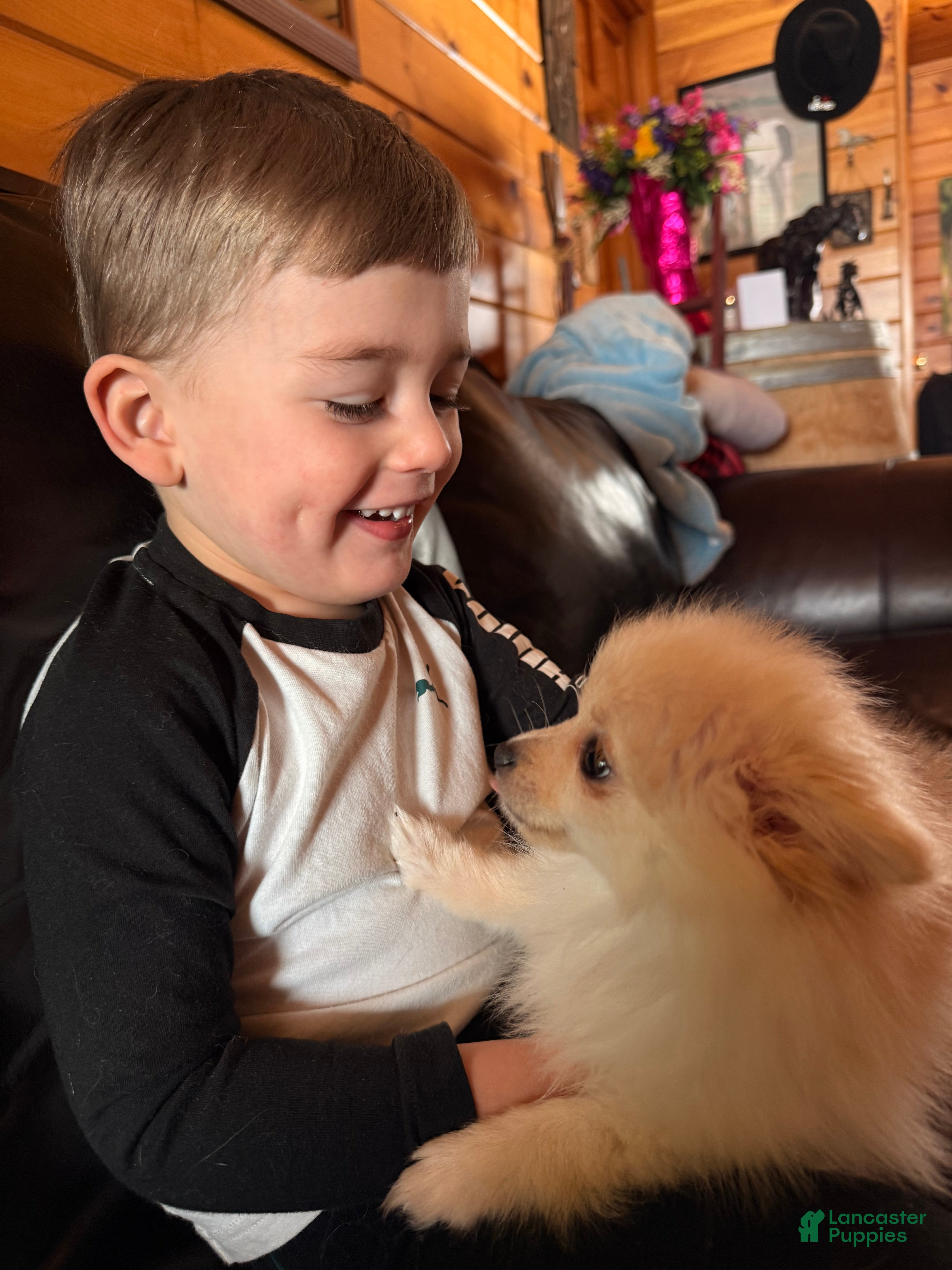 Pomeranian dogs Pomeranian Puppy 3 - Ad 2