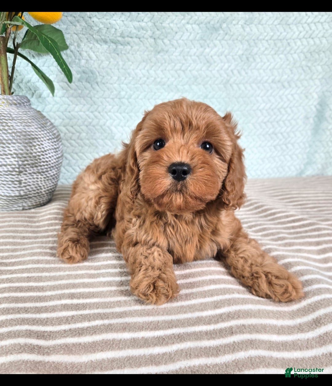 Cavapoo dogs for sale: Caroline - Ad 1