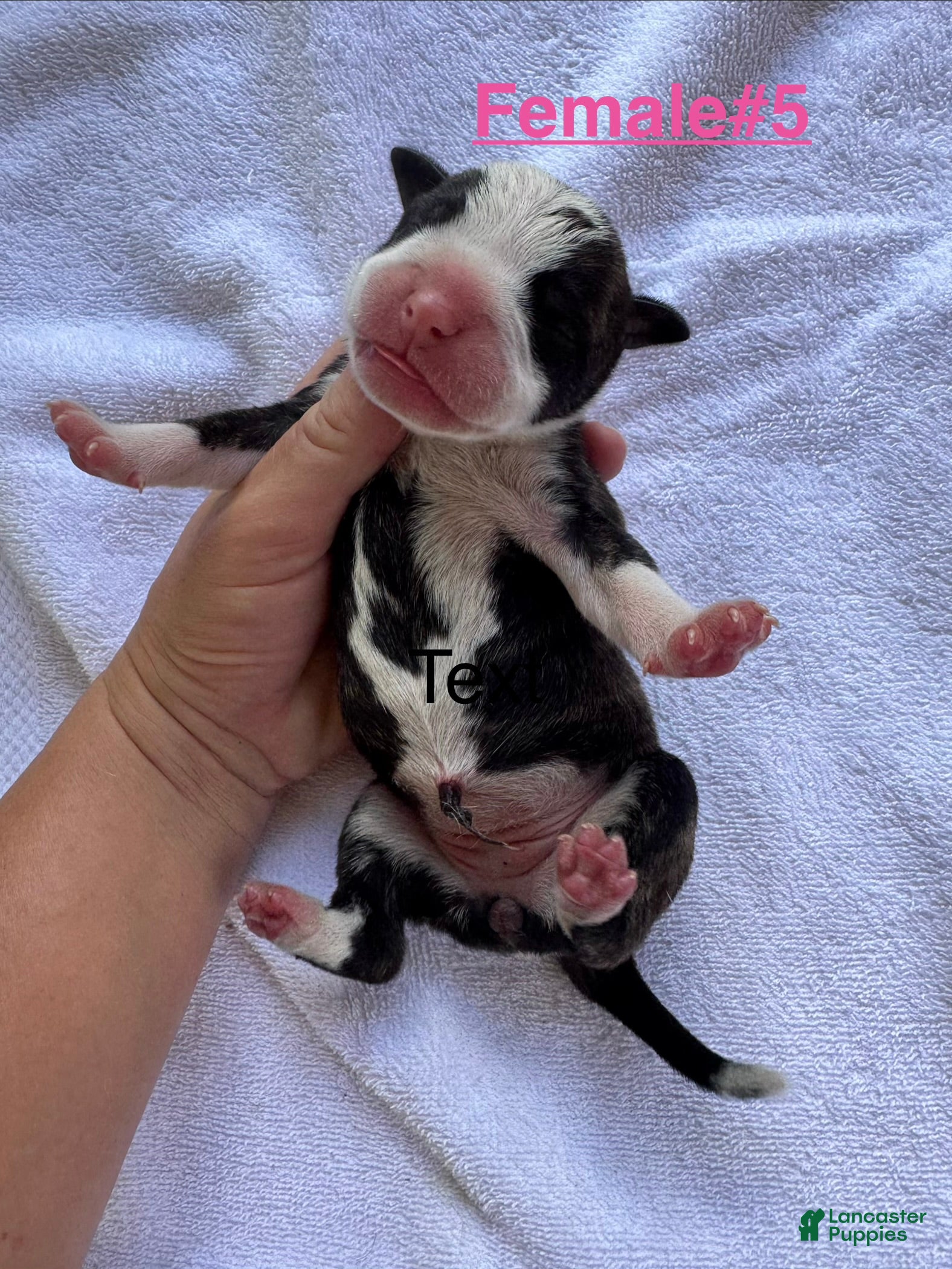 American Bulldog dogs American Bulldog Female #5 - Ad 8